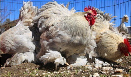 Product Datasheets Featured Image